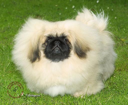 Pekingese 9W010D-064.JPG